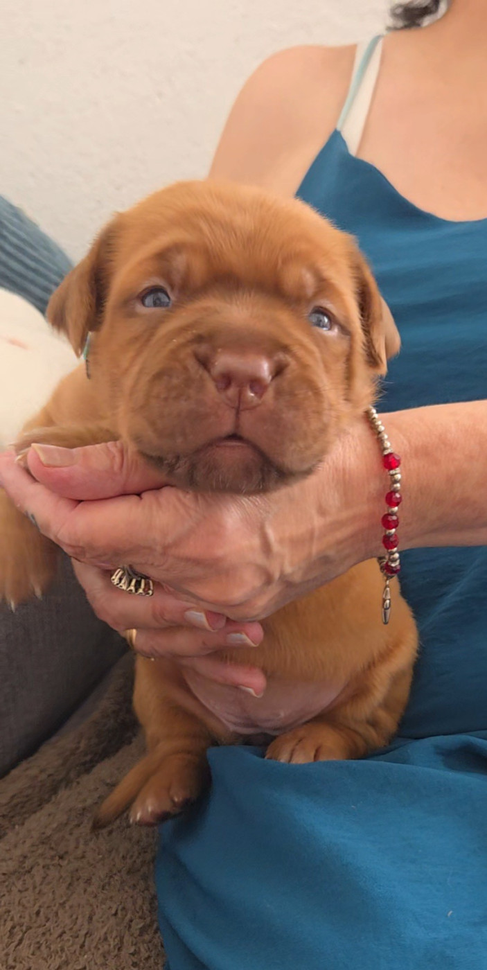 De La Riviere De Sunny - Chiots disponibles - Dogue de Bordeaux