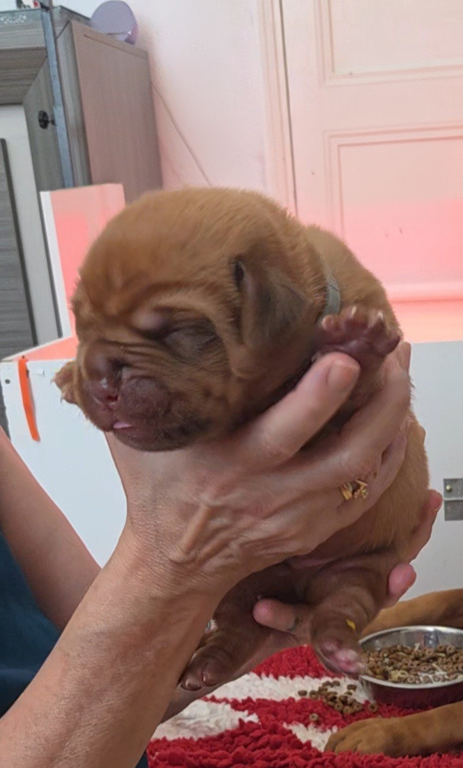 De La Riviere De Sunny - Chiots disponibles - Dogue de Bordeaux