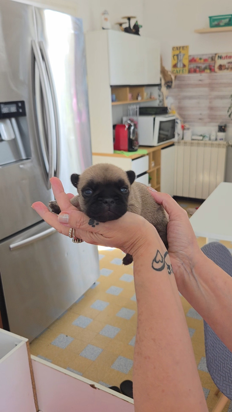 De La Riviere De Sunny - Chiots disponibles - Bouledogue français