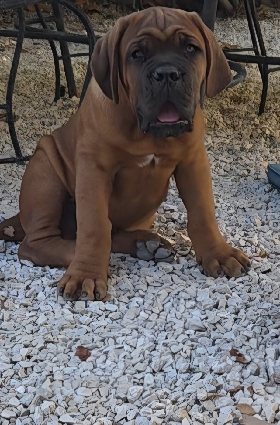 De La Riviere De Sunny - Chiots disponibles - Dogue de Bordeaux