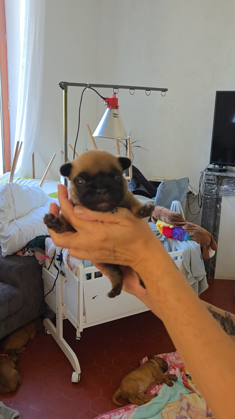 De La Riviere De Sunny - Chiots disponibles - Bouledogue français