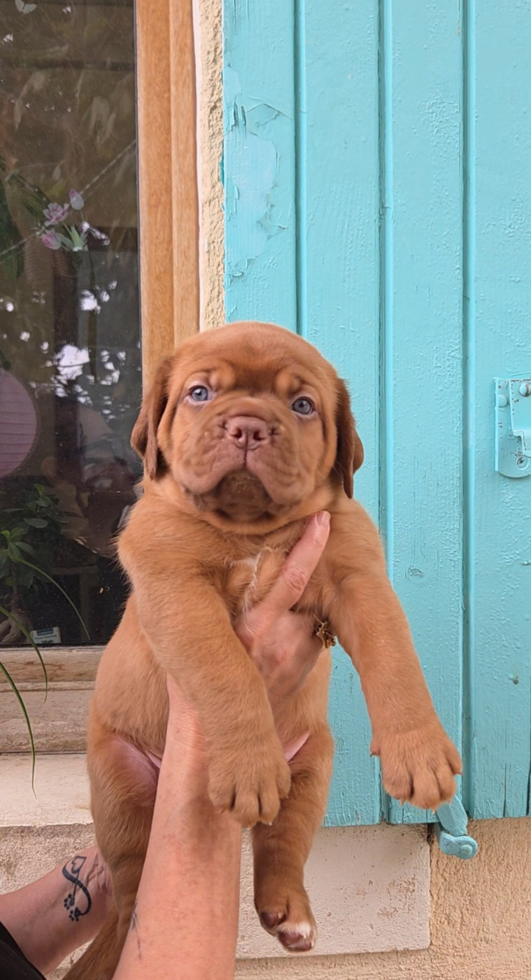 De La Riviere De Sunny - Chiots disponibles - Dogue de Bordeaux