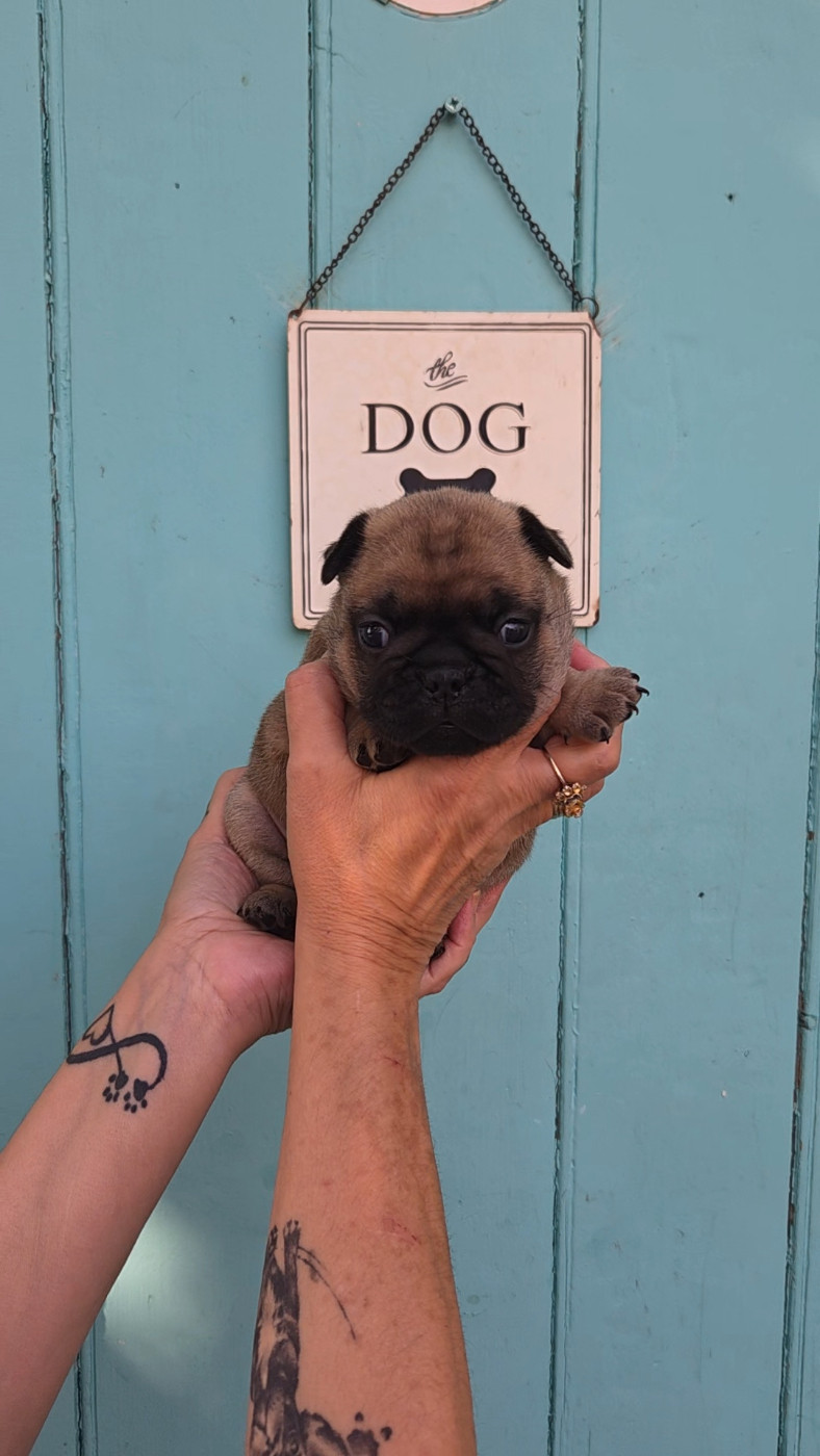 De La Riviere De Sunny - Chiots disponibles - Bouledogue français