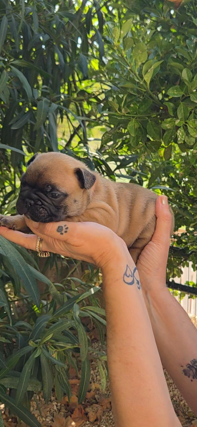 De La Riviere De Sunny - Chiots disponibles - Bouledogue français