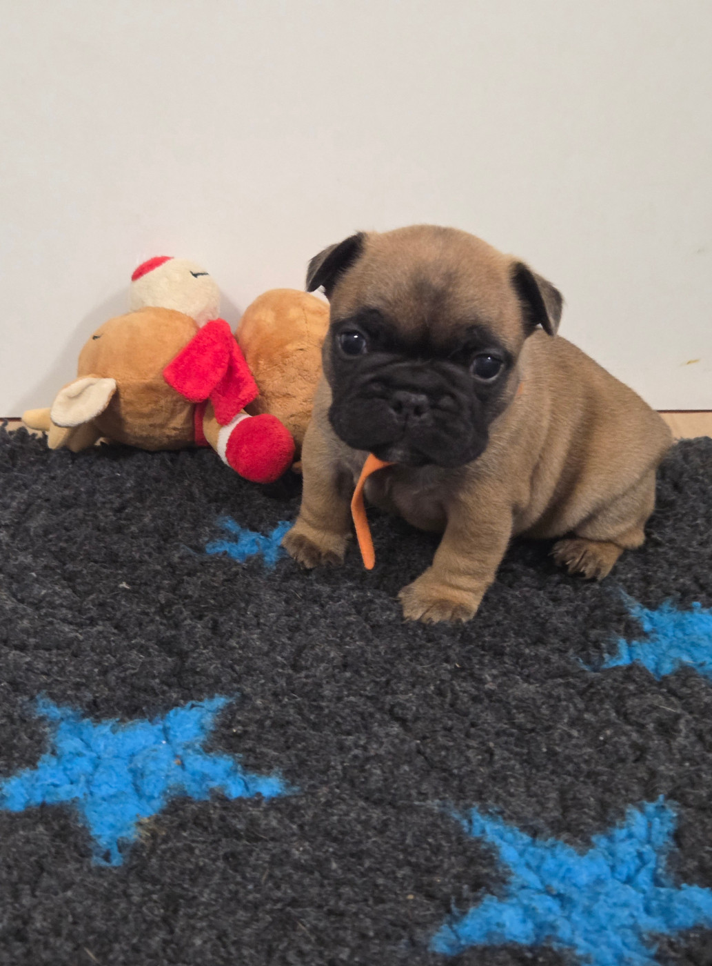 De La Riviere De Sunny - Chiots disponibles - Bouledogue français