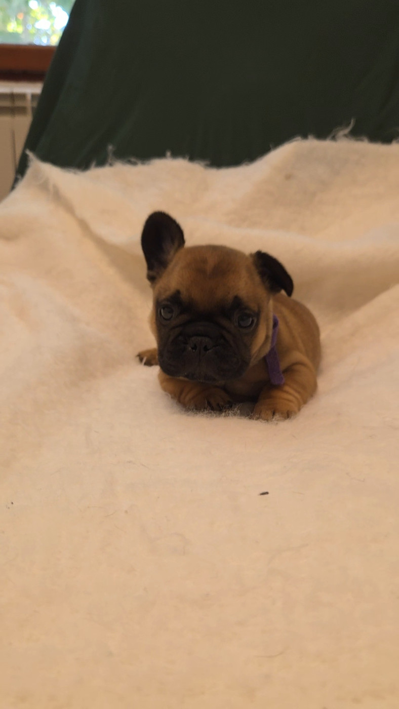 De La Riviere De Sunny - Chiots disponibles - Bouledogue français