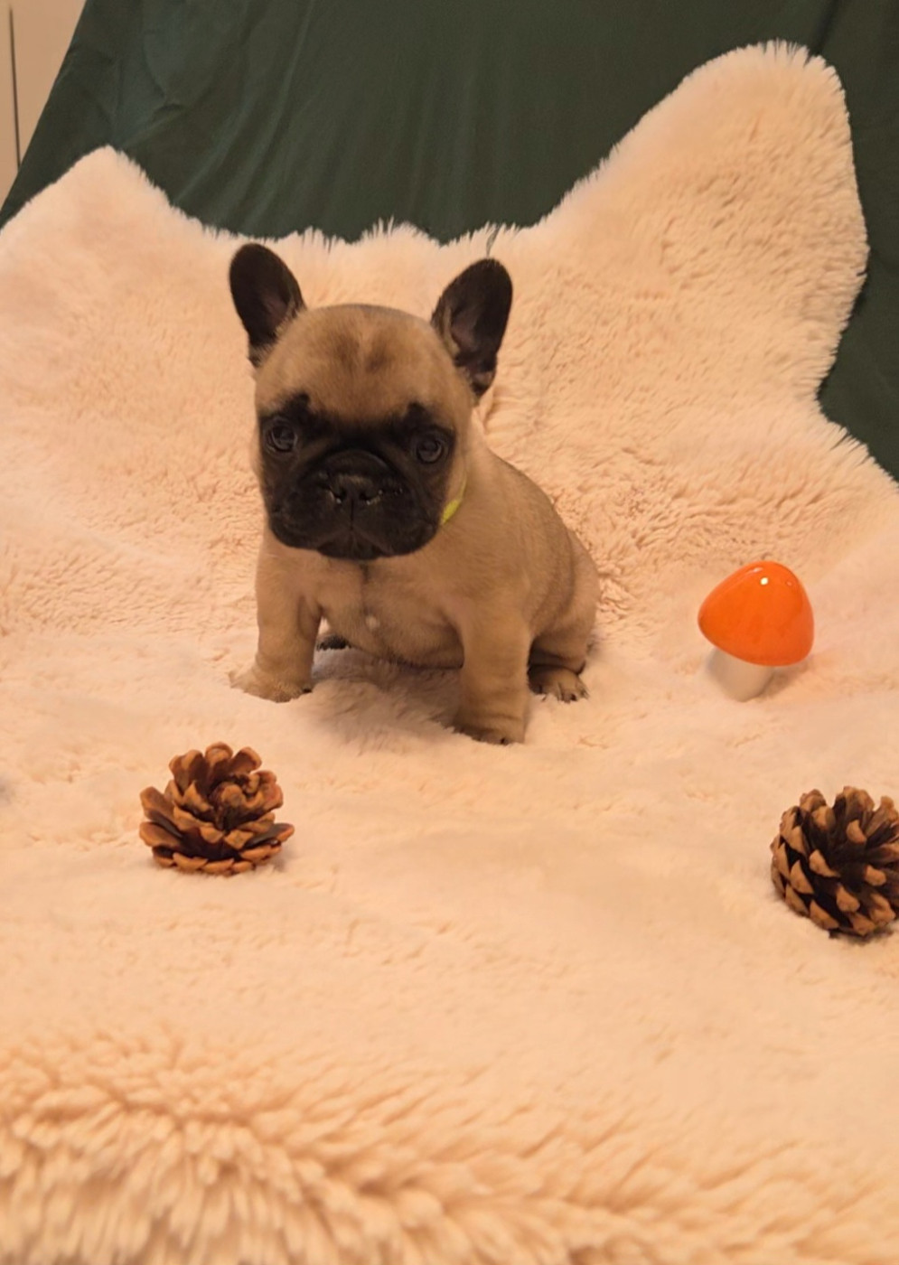 De La Riviere De Sunny - Chiots disponibles - Bouledogue français