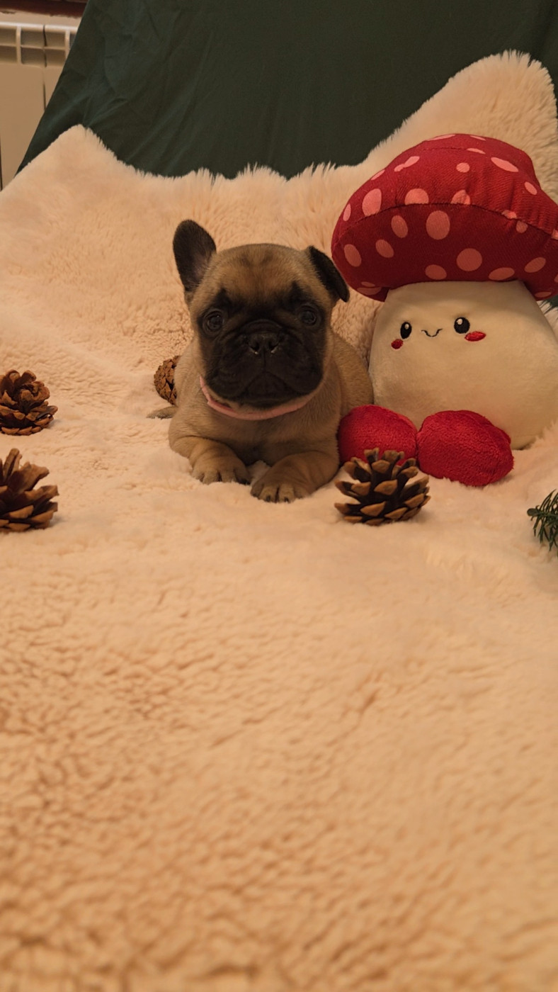 De La Riviere De Sunny - Chiots disponibles - Bouledogue français