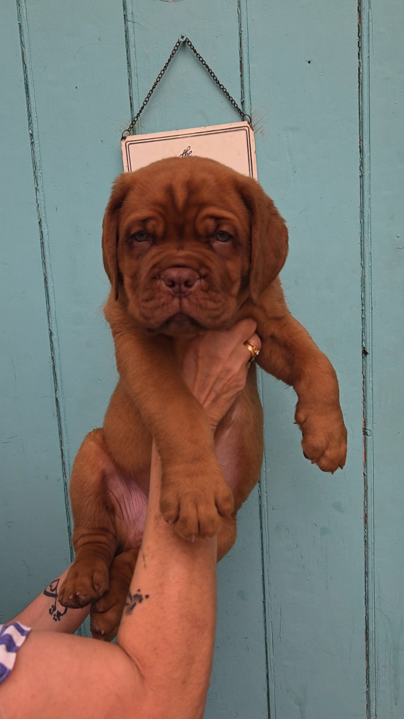 De La Riviere De Sunny - Chiots disponibles - Dogue de Bordeaux