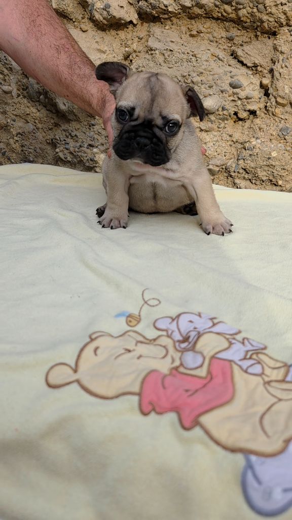 De La Riviere De Sunny - Chiots disponibles - Bouledogue français