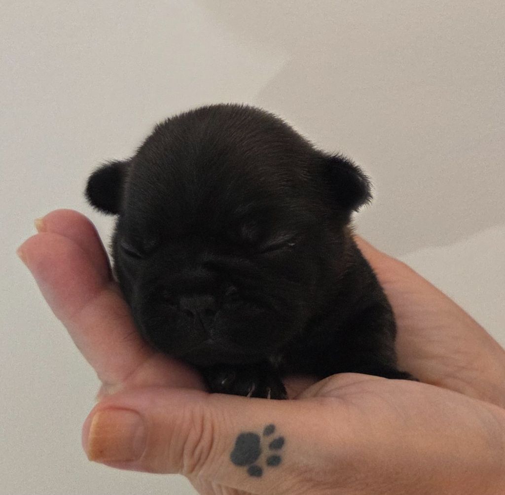 Chiot Bouledogue français De La Riviere De Sunny