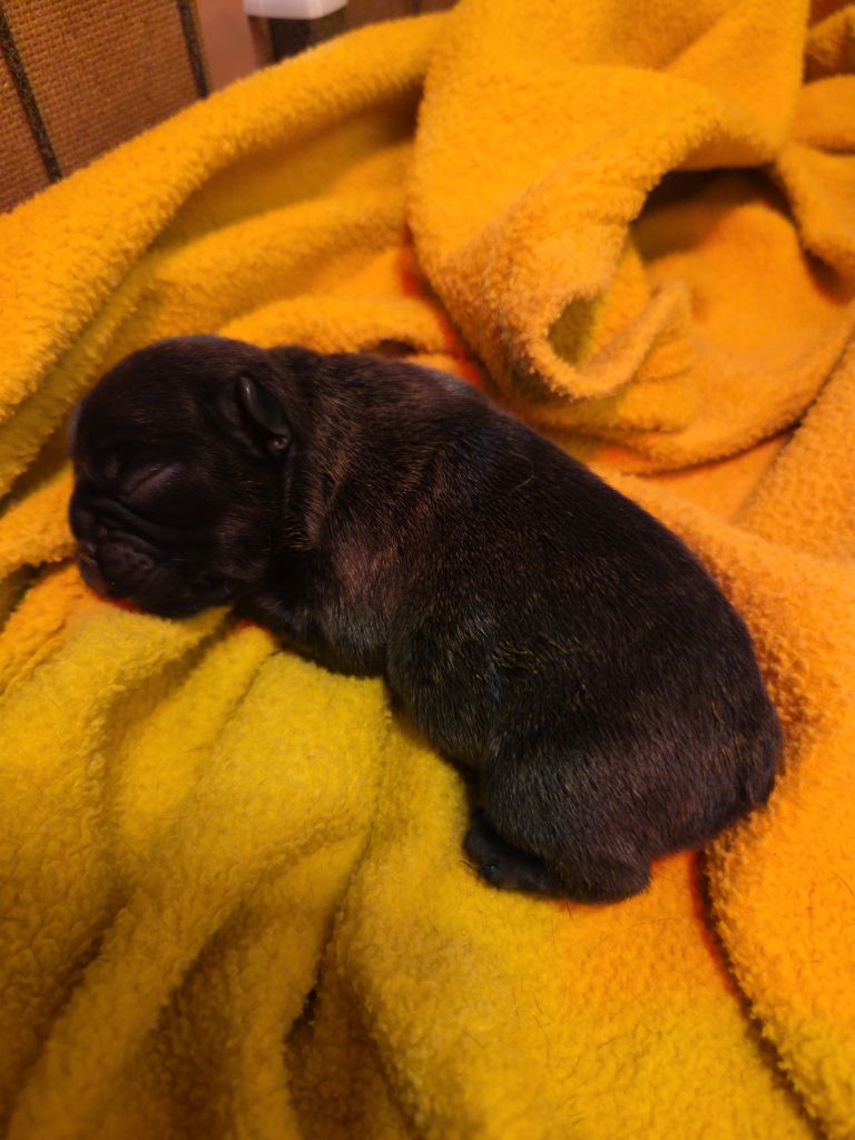 De La Riviere De Sunny - Chiots disponibles - Bouledogue français