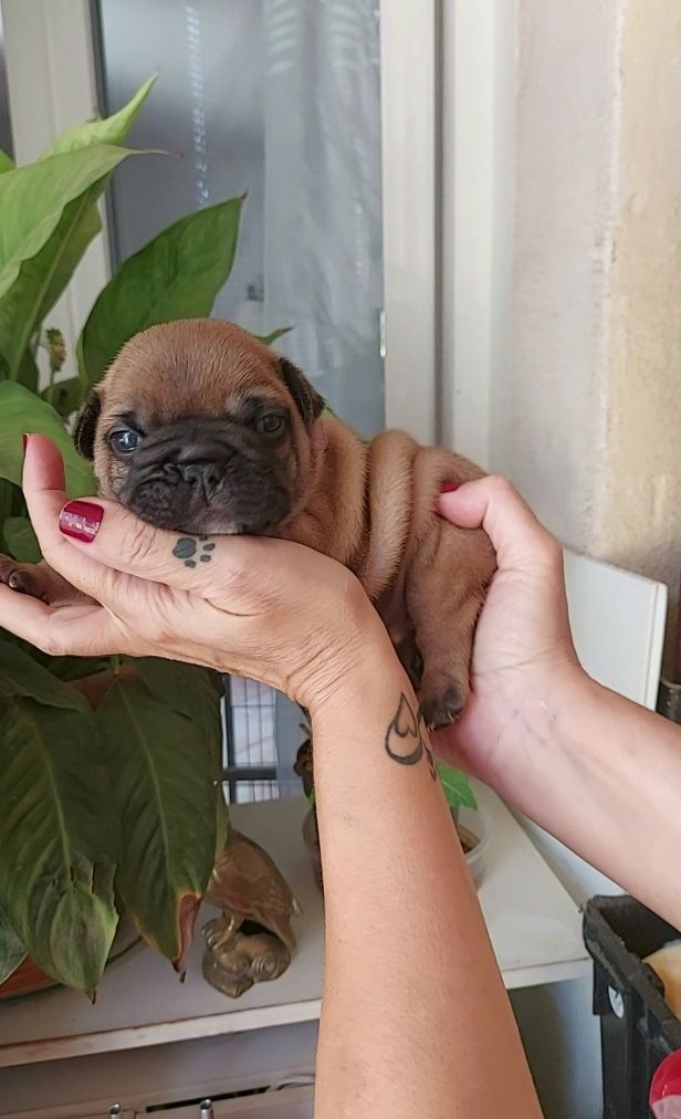 De La Riviere De Sunny - Chiots disponibles - Bouledogue français