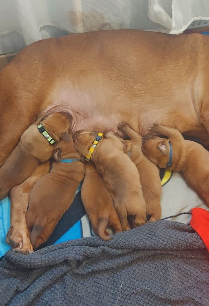 De La Riviere De Sunny - Dogue de Bordeaux - Portée née le 08/02/2025