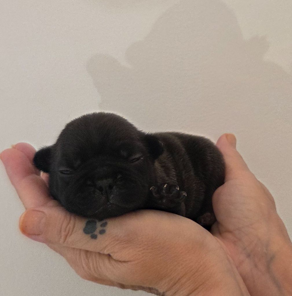 De La Riviere De Sunny - Chiots disponibles - Bouledogue français