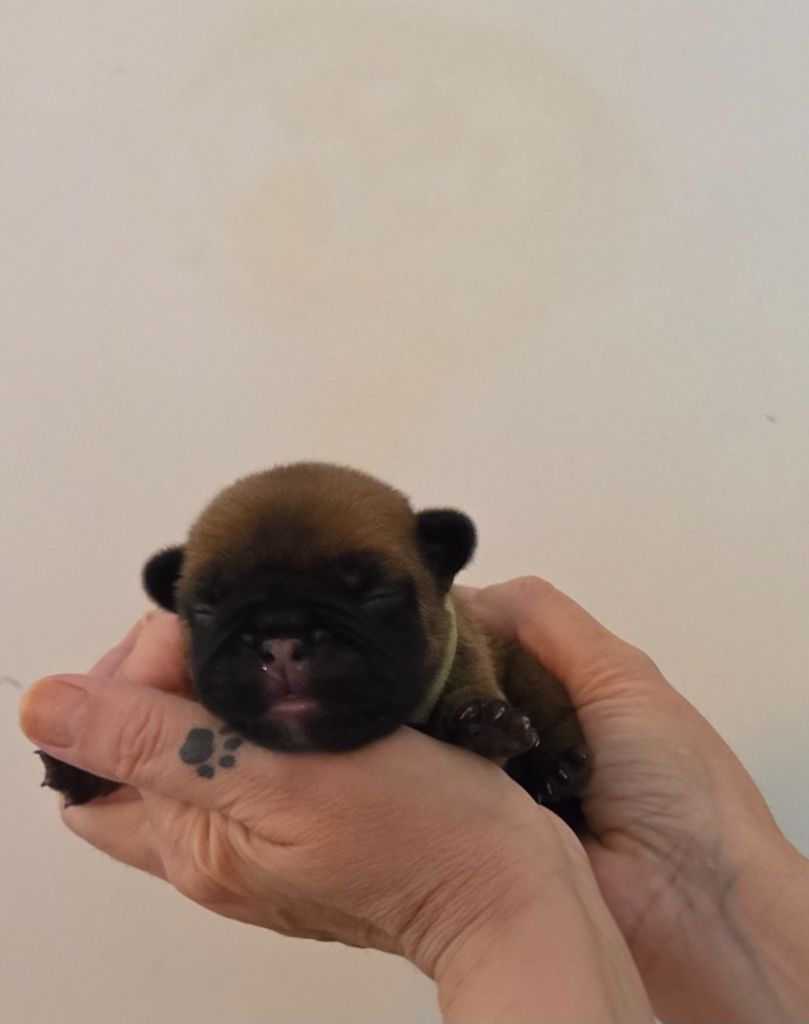 De La Riviere De Sunny - Chiots disponibles - Bouledogue français