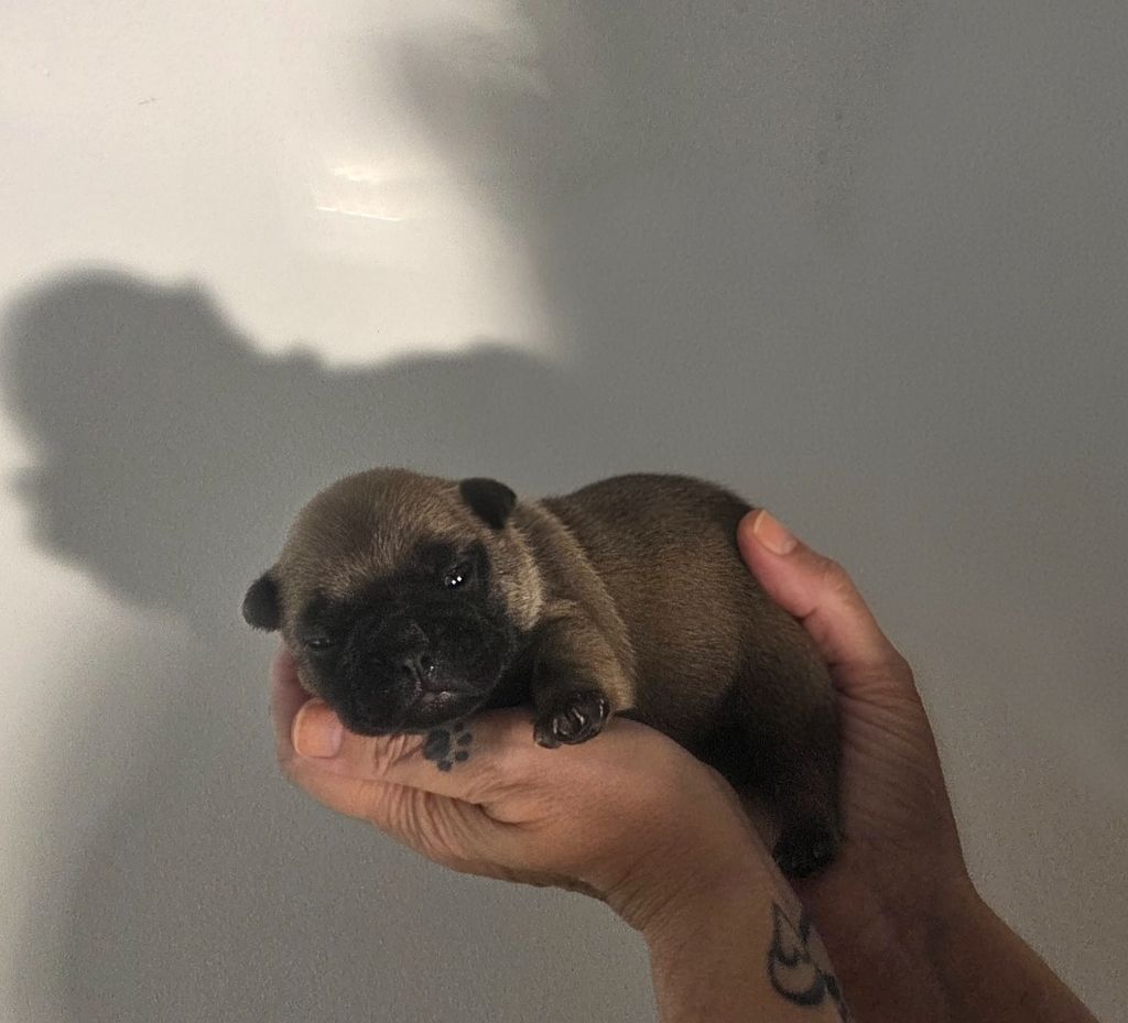 De La Riviere De Sunny - Chiots disponibles - Bouledogue français