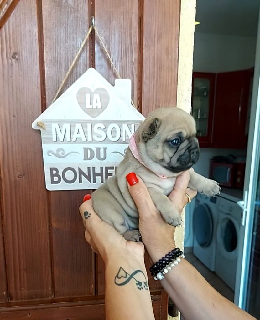 De La Riviere De Sunny - Chiots disponibles - Bouledogue français