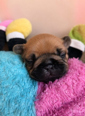 Chiot N°1