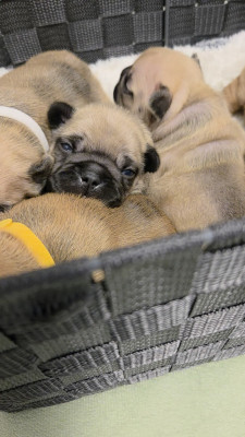 Chiot N°6