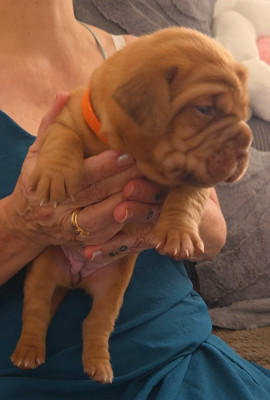 Chiot N°2
