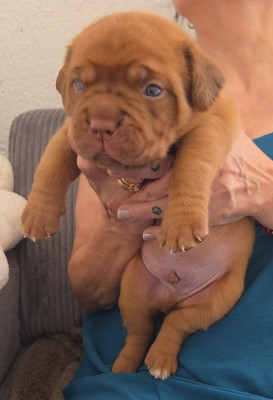 Chiot N°3