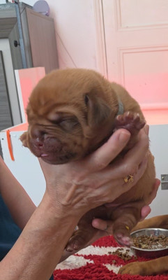 Chiot N°5
