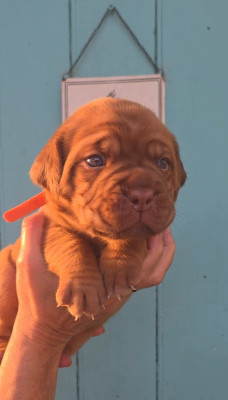 Chiot N°6