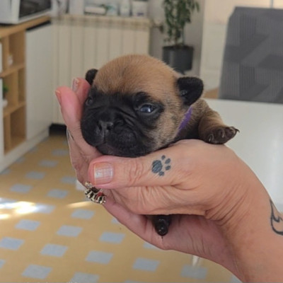 Chiot N°2