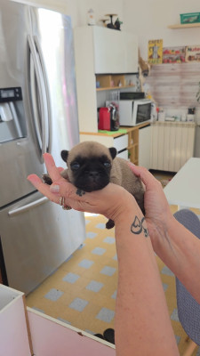 Chiot N°3