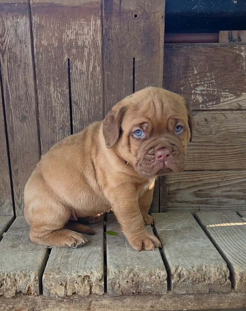 De La Riviere De Sunny - Chiots disponibles - Dogue de Bordeaux