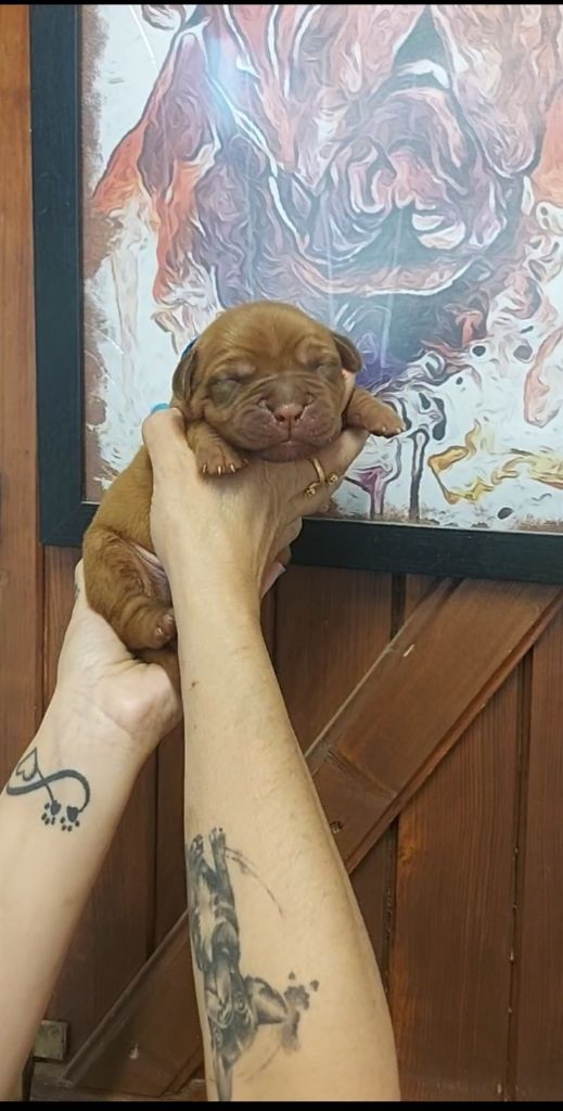 De La Riviere De Sunny - Chiots disponibles - Dogue de Bordeaux