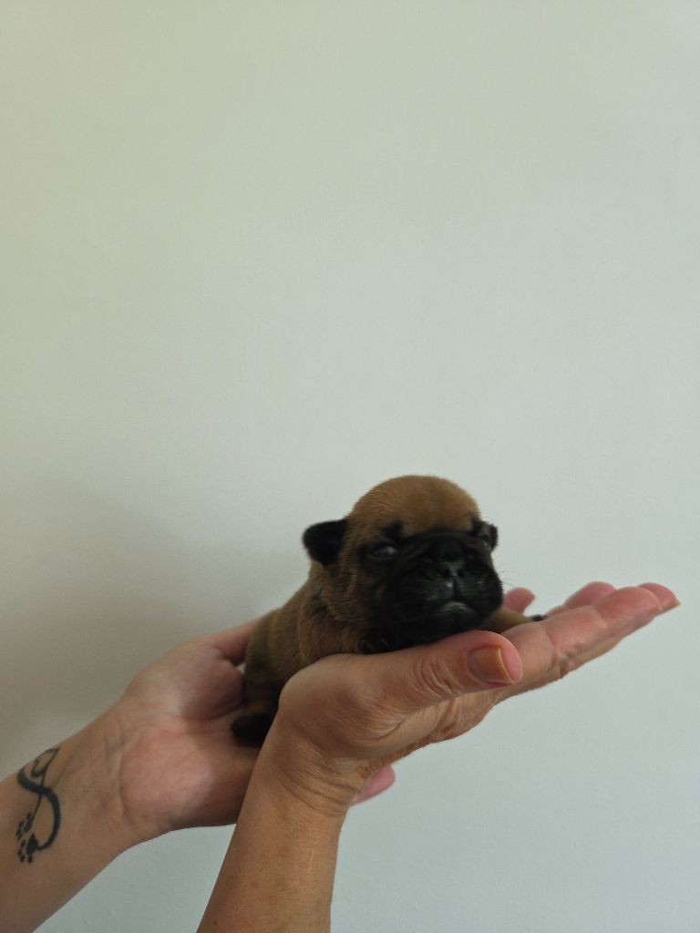 De La Riviere De Sunny - Chiots disponibles - Bouledogue français