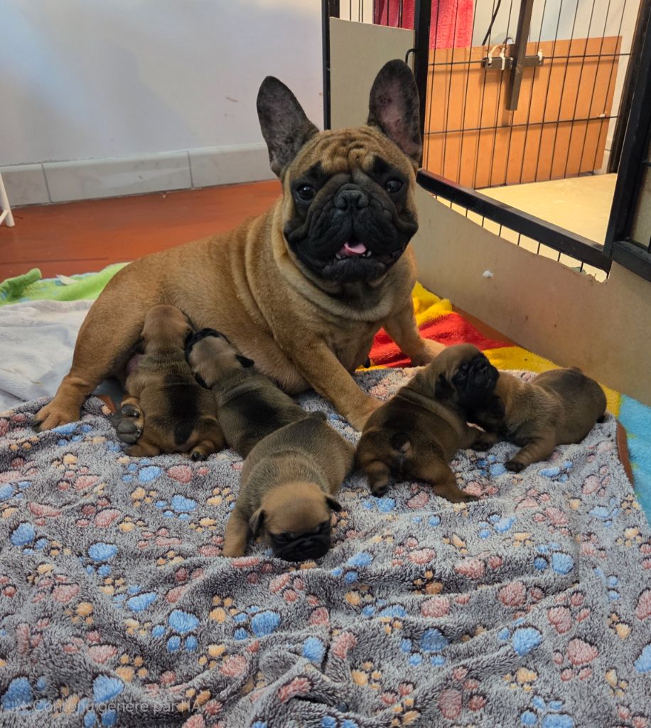 Chiot Bouledogue français De La Riviere De Sunny