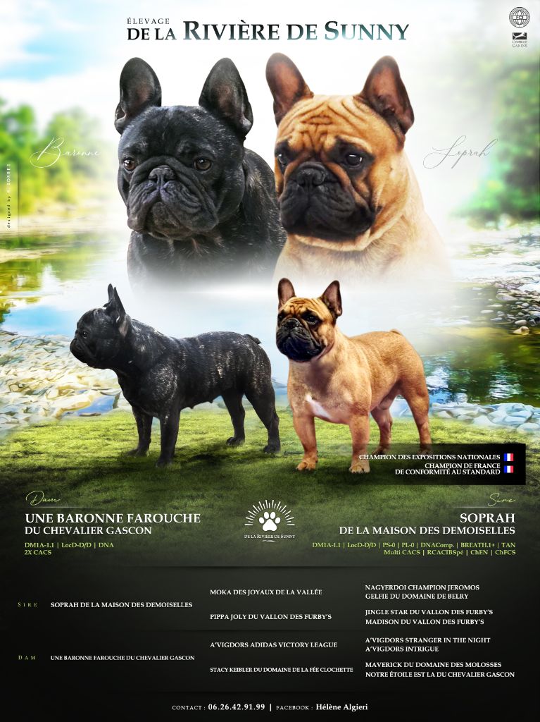 De La Riviere De Sunny - Chiots disponibles - Bouledogue français