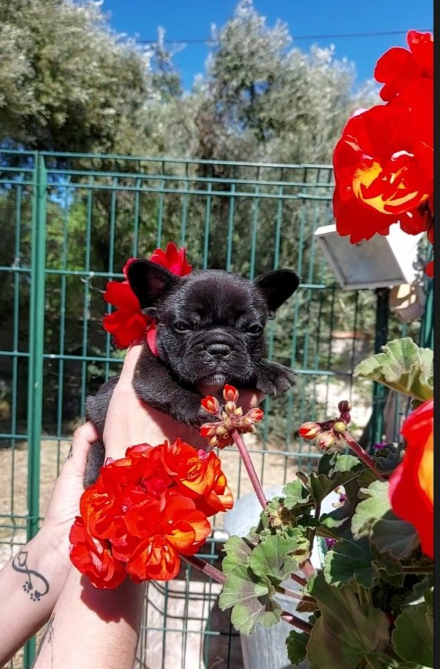 De La Riviere De Sunny - Chiots disponibles - Bouledogue français