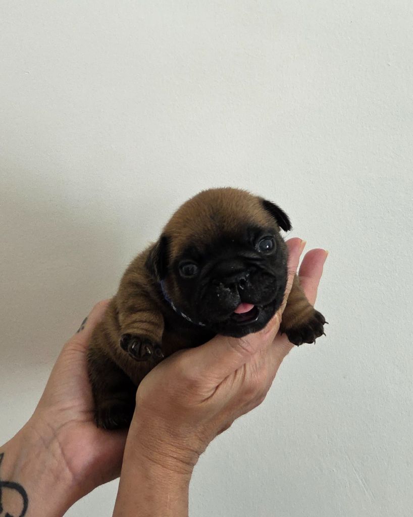 De La Riviere De Sunny - Chiots disponibles - Bouledogue français